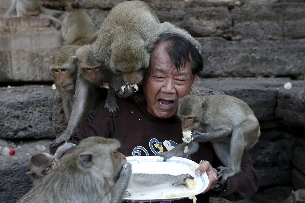 Street Monkeys of Bangkok