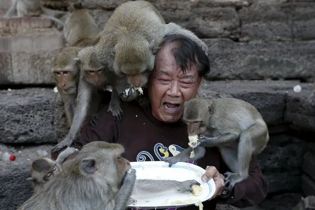 Long-tailed macaques eat fruits from a plate held by festival organizer Yongyuth Kitwattananusorn during the annual Monkey Buffet Festival at the Pra Prang Sam Yot temple in Lopburi, north of Bangkok, Thailand November 29, 2015. (Photo by Jorge Silva/Reuters)