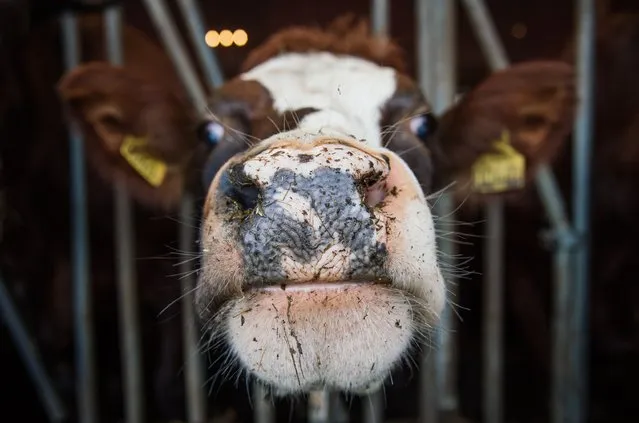 A cow is pictured at a dairy farm on January 19, 2015 near Enkoeping, northwest of Stockholm. Sweden's milk-industry lobby is struggling to boost milk consumption in the country, which has dropped by 40 percent since 1980. (Photo by Jonathan Nackstrand/AFP Photo)