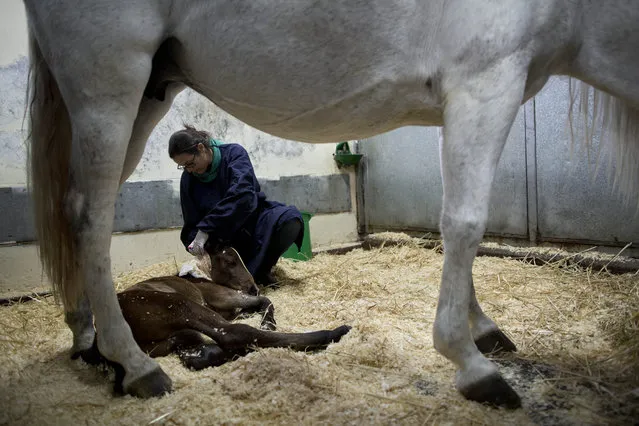In this Thursday, December 10, 2015 photo, a veterinary doctor treats a horse and her one day old foal as they rest in their recovery zone at the Hebrew University's Koret School of Veterinary Medicine in Rishon Lezion, Israel. (Photo by Oded Balilty/AP Photo)