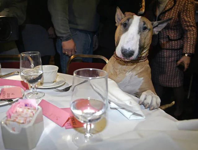 Unlikely top dog Rufus, a tan-and-white bull terrier and America's top dog after winning Best in Show in the Westminster Kennel Club show, stands over a table at Sardi's restaurant in New York, in this Wednesday, February 15, 2006. (Photo by Shiho Fukada/AP Photo/File)