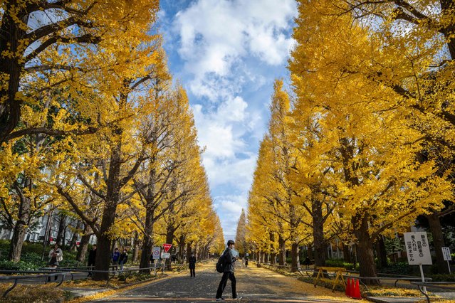 A man walks past the autumn leaves in Yokohama, Kanagawa prefecture on December 12, 2024. (Photo by Yuichi Yamazaki/AFP Photo)
