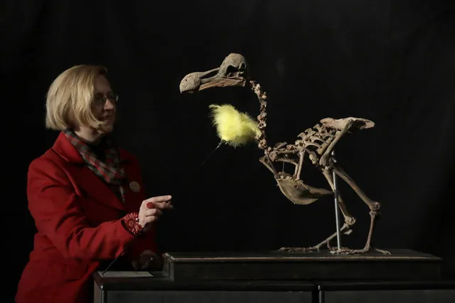 A staff member poses for photographs with a Dodo skeleton, Raphus cucullatus, from Mauritius at Summers Place Auctions in Billingshurst, southern England, Thursday, November 17, 2016. The skeleton from the species extinct since the 17th century is the first to come up for sale in 100 years and is estimated to fetch upto 500,000 pounds ($624,445 or 581,546 euro) in the “Evolution” sale on November 22. (Photo by Matt Dunham/AP Photo)
