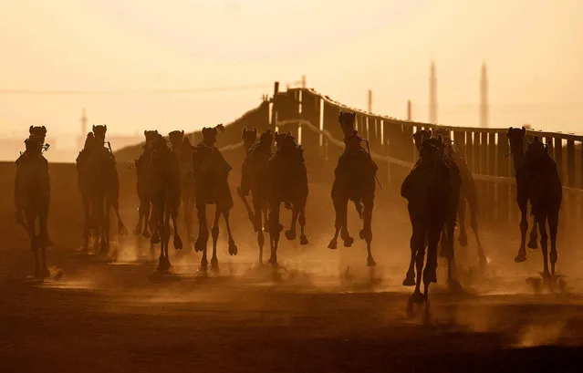 Camels take off during a race at a track near the Sudanese village of al-Ikhlas, in the west of the city of Omdurman, Sudan on March 19, 2021. The race is organised by traditionally camel-rearing tribal families from the village as a way to preserve and celebrate their heritage. (Photo by Abdulmonam Eassa/AFP Photo)