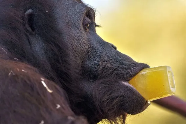 An orangutan licks a treat on a hot and sunny day at the Madrid Zoo, Spain, Thursday, July 13, 2023. (Photo by Manu Fernandez/AP Photo)