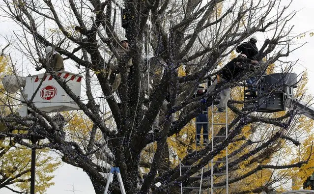 Workers climb a tree to decorate it with Christmas lights at a park in Tokyo, Japan, December 8, 2015. (Photo by Toru Hanai/Reuters)