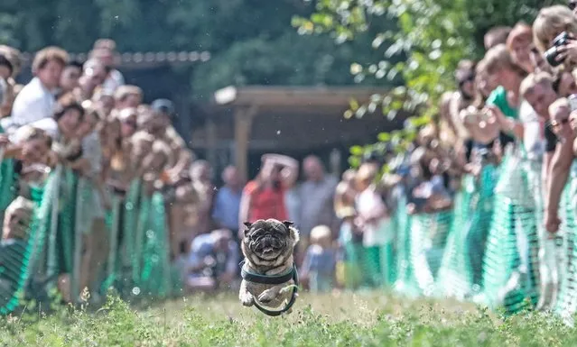 A pug runs on a track at the 9th International Pug Meeting on the premises of the association “Youth and Dog” in Berlin, Germany on August 18, 2018. The highlight of the event is the pug race with electronic timing. (Photo by Paul Zinken/Picture-Alliance/DPA via AP Images)