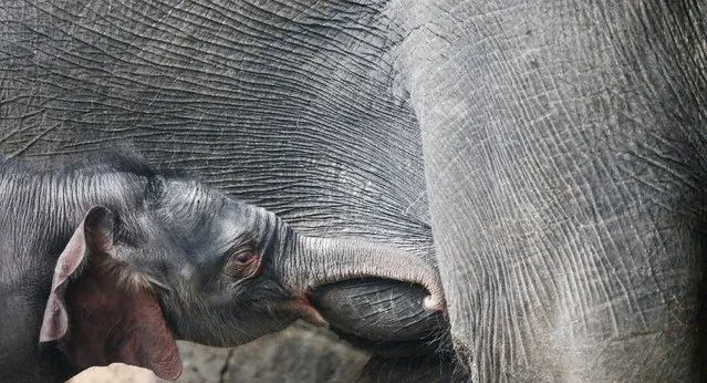 A four-day-old baby elephant is breastfed at the Tierpark Zoo in Berlin, Germany, January 4, 2016, after its mother Kewa gave birth on New Year's day. (Photo by Hannibal Hanschke/Reuters)