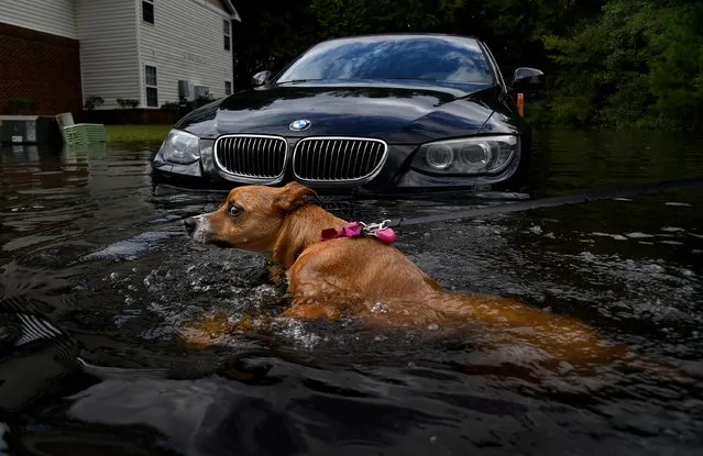 Jasmine dog-paddles in the flooded parking lot of an apartment complex in Fayetteville, N.C., as her owner, Shianna Locklear, checks out damage to her car from Hurricane Florence on September 16, 2018. (Photo by Michael S. Williamson/The Washington Post)