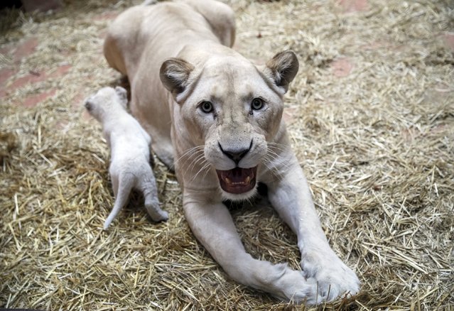 A white lioness and one of her three cubs are seen in a private zoo called "12 Months" in the town of Demydiv, Ukraine, January 13, 2016. (Photo by Gleb Garanich/Reuters)