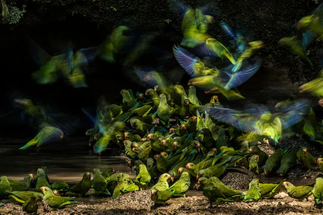Liron Gertsman’s Cobalt-winged Parakeets in Yasuní national park, Ecuador. Youth Winner in the 2018 Audubon Photography Awards. (Photo by Liron Gertsman)