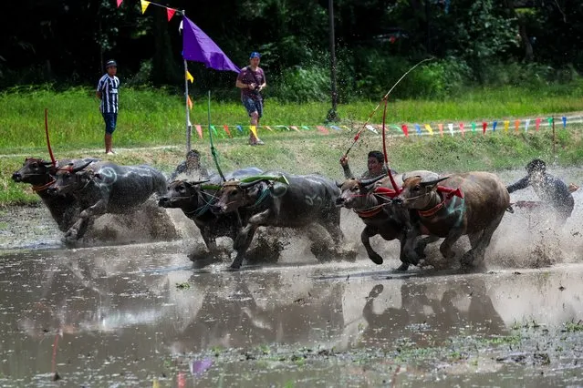 Jockeys compete in Chonburi's annual buffalo race festival, Chonburi province, Thailand on August 6, 2023. (Photo by Athit Perawongmetha/Reuters)