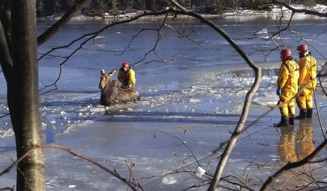 In this Saturday December 10, 2016 photo, Shediac firefighters lead a moose to shore after it fell through the ice on the Shediac River in Shediac, New Brunswick. The Shediac fire department was responding to a call from a homeowner saying the moose was stuck in ice. (Photo by Shediac Fire Department via AP Photo)