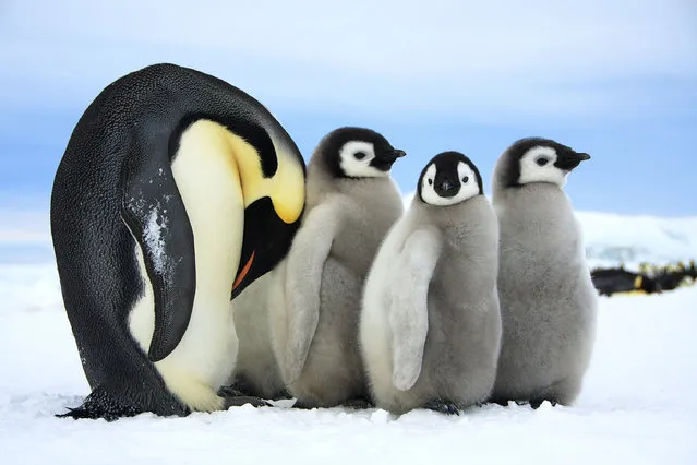 Three baby emperor penguins and their mother. (Photo by Dafna Ben Nun/Caters News)