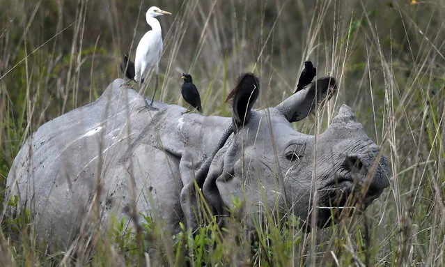 A one horned rhino looks towards tourists (unseen) on an elephant ride on the opening day of the Pobitora Wildlife Sanctuary in Morigaon district of Assam, India, 07 October 2018. Pobitora which is famous for one horned Rhino has reopened for tourists early this year to expand the tourist season. (Photo by EPA/EFE/Stringer)