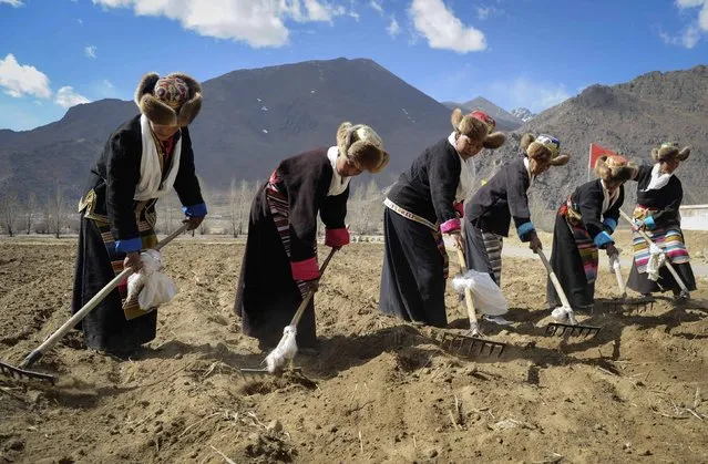 Tibetan women plow a highland barley field in Doilungdeqen county, Tibet Autonomous Region March 16, 2015. (Photo by Reuters/China Daily)