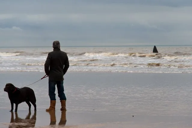 A dog walker watches a sperm whale that is stranded on a beach between Old Hunstanton and Holme on February 4, 2016 in Hunstanton, England. The whale is currently the 29th to get stranded in Europe in the past two weeks and due to its weight of between 25 and 30 tonnes is unable to be rescued. (Photo by Ben Pruchnie/Getty Images)