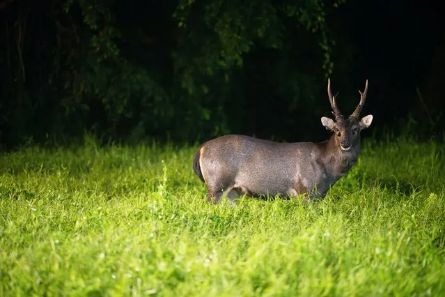 A sambar deer grazes on the edge of a forest adjacent to Singapore's Central Catchment Nature Reserve on October 23, 2023. (Photo by Xinhua News Agency/Rex Features/Shutterstock)