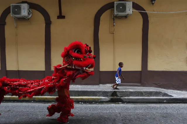 A boy runs as dancers perform a lion dance during celebrations of the Chinese Lunar New Year of the Monkey in Chinatown in Panama City, Panama, February 8, 2016. (Photo by Carlos Jasso/Reuters)