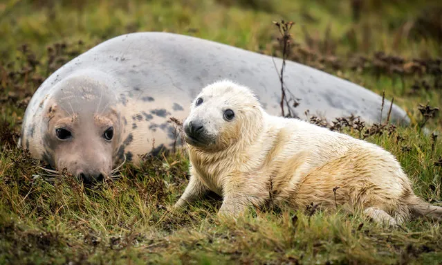 A grey seal with her pup at the Donna Nook National Nature Reserve in north Lincolnshire on Tuesday, November 21, 2023, where they come every year in late October, November and December to give birth to their pups near the sand dunes, a spectacle which attracts visitors from across the UK. (Photo by Danny Lawson/PA Images via Getty Images)