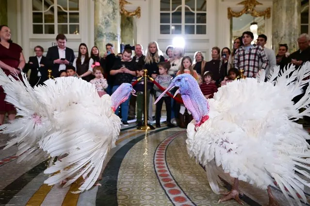 Jennie-O National Thanksgiving Turkeys make an appearance at a press conference at the Willard InterContinental Washington for the 76th National Thanksgiving Turkey Presentation on Sunday November 19, 2023 in Washington, DC. The turkeys, named Liberty and Bell are scheduled to visit the White House for potential presidential pardons. (Photo by Matt McClain/The Washington Post)