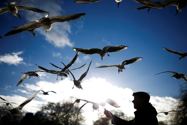 A man feeds birds in St James Park in London, Britain, February 7, 2019. (Photo by Henry Nicholls/Reuters)