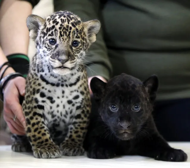 Two Jaguar cubs are presented at the Leningrad city zoo in St. Petersburg, Russia, 15 April 2015. A black and spotted female jaguar cubs gave birth on 11 March. (Photo by Anatoly Maltsev/EPA)