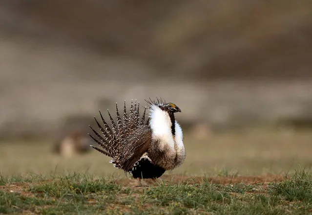 A male sage grouse struts in the early morning hours April 22, 2015 on a lek outside Baggs, Wyoming. Environmental groups sued Thursday, February 25, 2016, to force the Obama administration to impose more restrictions on oil and gas drilling, grazing and other activities blamed for the decline of greater sage grouse across the American West. (Photo by Dan Cepeda/The Casper Star-Tribune via AP Photo)
