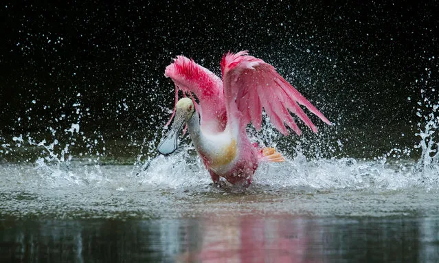 A majestic spoonbill shows off its plumage in Tampa Bay, Florida, US in December 2023. In the 19th century they were hunted extensively for their feathers, but thankfully their numbers have now recovered. (Photo by Steven Blandin/Mediadrumimages)