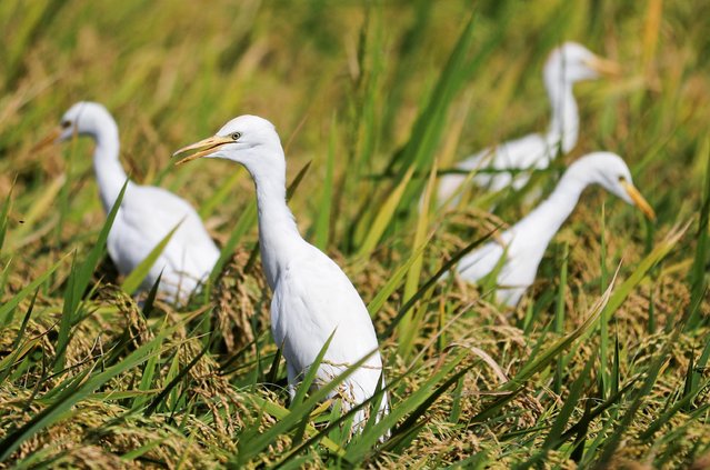 Cattle egrets stand amidst a rice field in the province of Al-Sharkia, northeast of Cairo, Egypt, September 21, 2021. (Photo by Mohamed Abd El Ghany/Reuters)