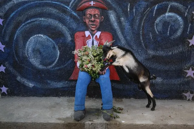 A goat inspects flowers on a sculpture of Baron Samedi and Gede during a ceremony honoring the Haitian Vodou spirit at the National Cemetery in Port-au-Prince, Haiti, Monday, November 1 2021. (Photo by Matias Delacroix/AP Photo)