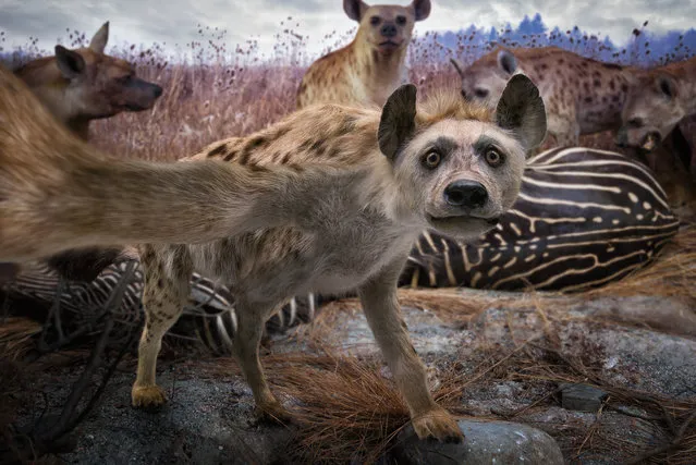 “Just a hyena's selfie”. (John Wilhelm)