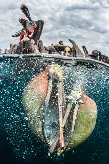 Behaviour category – commended. The Contenders by Simone Caprodossi (UAE). Location: Bahia Magdalena, Mexico. Another surprise subject for this photographer who went to Bahia Magdalena to photograph blue and mako sharks. “We stopped by a small beach where fisherman land their catch”. The snappers hung off the side to shoot the pelicans diving for bait and photographic pickings were so rich they abandoned the shark shoot. (Photo by Simone Caprodossi/UPY2017)