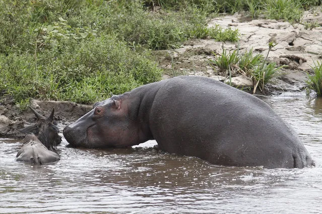 One of the biggest hippos protects the gnu as it makes its way back to the shoreline, guarding it from any further attacks. (Photo by Vadim Onishchenko/Caters News)