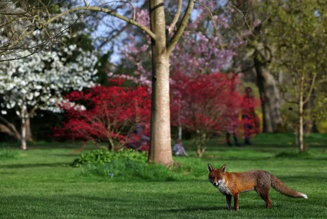 A fox walks near blossoming trees ahead of the “Sounds of Blossom” event at Kew Gardens in London, Britain, on March 21, 2024. (Photo by Toby Melville/Reuters)