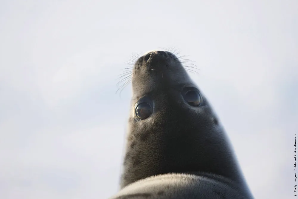 Harp Seal Pups