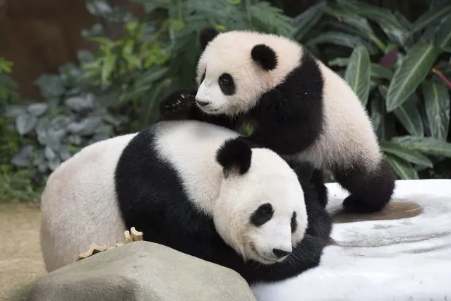 Seven-month old female giant panda cub Nuan Nuan, right, plays with her mother Liang Liang inside the panda enclosure at the National Zoo in Kuala Lumpur, Malaysia, Thursday, April 7, 2016. The cub, the offspring of Xing Xing and Liang Liang, two giant pandas on loan to Malaysia from China in 2014, has been named “Nuan Nuan”. (Photo by Vincent Thian/AP Photo)