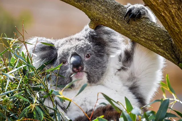 A southern koala grazes on eucalyptus leaves at a new enclosure in Longleat safari park, Wiltshire. (Photo by Ben Birchall/PA Wire Press Association)
