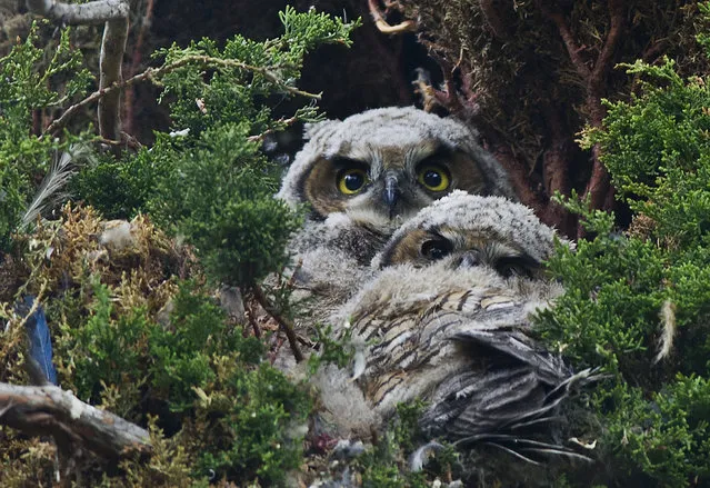 A pair of Great Horned owlets huddle together in their nest in Drake Park to keep warm as rain storm passes through Bend, Ore., Monday, May 18, 2015. (Photo by Ryan Brennecke/The Bulletin via AP Photo)