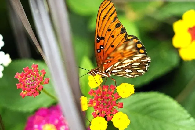 A butterfly rests on a flowering Lantana plant, in San Antonio, April 15, 2024. (Photo by Eric Gay/AP Photo)