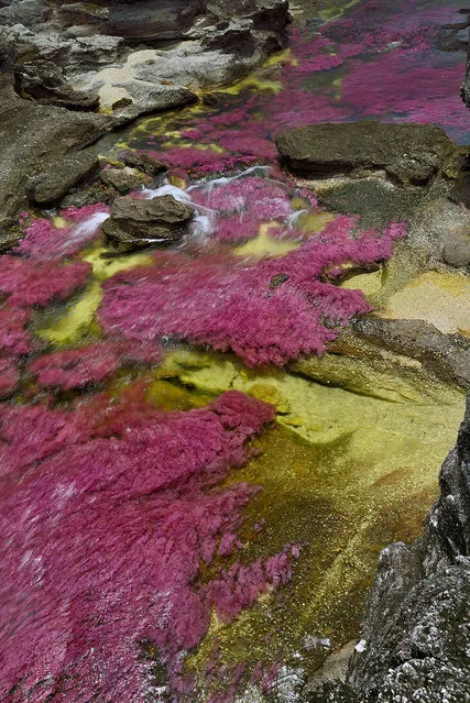 An overview of the Cano Cristales RIver in the Sierra de la Macarena in Colombia, covered with a bright pink endemic aquatic plant, Macarenia Clavigera. (Photo by Olivier Grunewald)