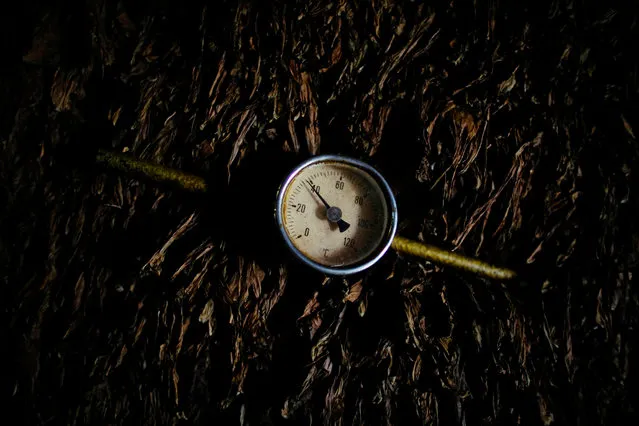 A temperature meter is seen at a tobacco factory in Cuba's western province of Pinar del Rio, Cuba on March 3, 2017. (Photo by Alexandre Meneghini/Reuters)