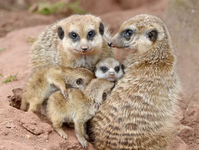 Three meerkat cubs cuddle to adult animals in their outdoor enclosure at the zoo in Erfurt, Germany, Wednesday, March 19, 2014. The meerkat babies were born on Feb. 21, 2014 at the zoo. (Photo by Jens Meyer/AP Photo)