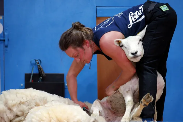 A sheep shearer participates in the blade category of the World Sheep Shearing and Woolhandling Championships in Le Dorat, France, July 4, 2019. (Photo by Philippe Wojazer/Reuters)