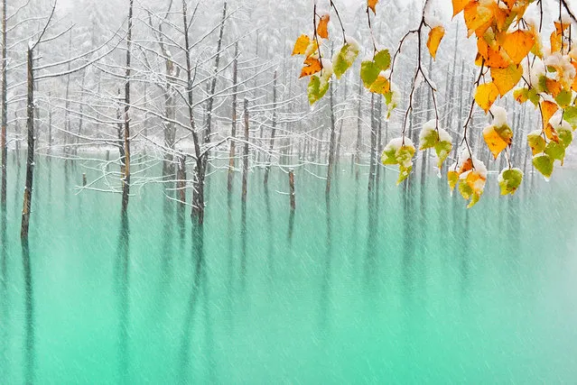 “Green Pond & First Snow、Hokkaido”. The picturesque pond can be a stunning emerald green. In October last year, I captured this shot of the green pond with snow covered trees. The artificial pond was created as part of an erosion control system that was built to prevent damage to Biei in case of an eruption by nearby Mt.Tokachi. Photo location: Biei in Hokkaido, Japan. (Photo and caption by Kent Shiraishi/National Geographic Photo Contest)