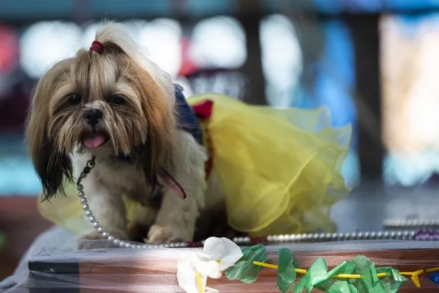 A dog named Branca, dressed in a Snow White costume, takes part in the annual Dog Carnival Parade in Rio de Janeiro, Brazil, Sunday, February 27, 2022. (Photo by Bruna Prado/AP Photo)