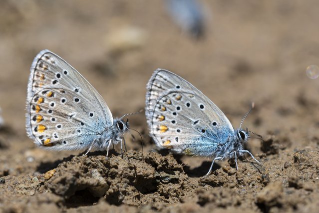 “Rose's polyommatus”are pictured at Lake Van Basin on June 23, 2024 in Van, Turkiye. The Lake Van Basin, home to many creatures with its climate, rich flora, high altitude and unique nature, harbors hundreds of butterfly species. The basin, which hosts the highest number of butterfly species in Europe and offers habitat to 220 of the 400 butterfly species identified in Turkiye, also draws attention with its endemic species that are in danger of extinction. “Rose's polyommatus”, which is known to live only in Van, is also among the butterfly species that attract attention. (Photo by Ali Ihsan Ozturk/Anadolu via Getty Images)