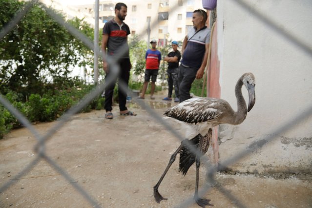 A rescued flamingo walks past volunteers treating dehydrated birds rescued from an area near a dried-up lagoon in the Algerian northeastern region of Ain Mlila on July 19, 2024, following a rescue operation by local residents. Around 300 pink flamingo chicks were rescued by volunteers in eastern Algeria after the salt lake where they hatched dried up following years of high temperatures and drought. Thousands of flamingos migrate each year to nest in Lake Tinsilt, located around 450 kilometres (about 280 miles) northeast of the capital Algiers. (Photo by AFP Photo/Stringer)