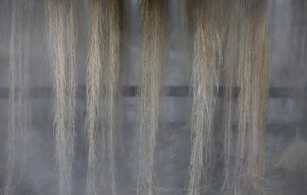 Plant Advanced Technologies