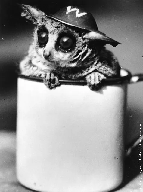 George the bush-baby, or galago, wearing an ARP (Air Raid Precautions) tin helmet as he sits in an enamel mug